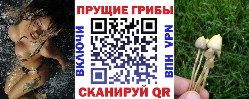 Псилоцибиновые грибы Psilocybe  Алупка 